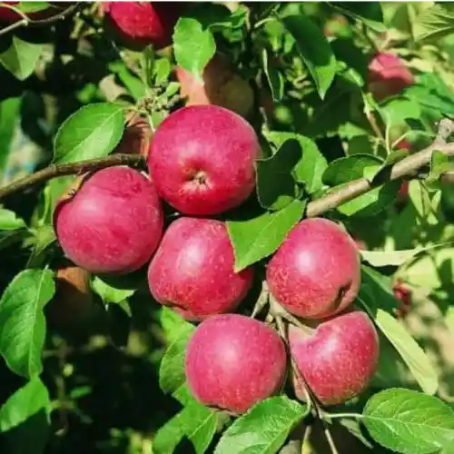 Manzanos BIO resistentes a la roña
