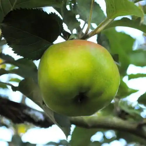 Variedades antiguas de árboles frutales